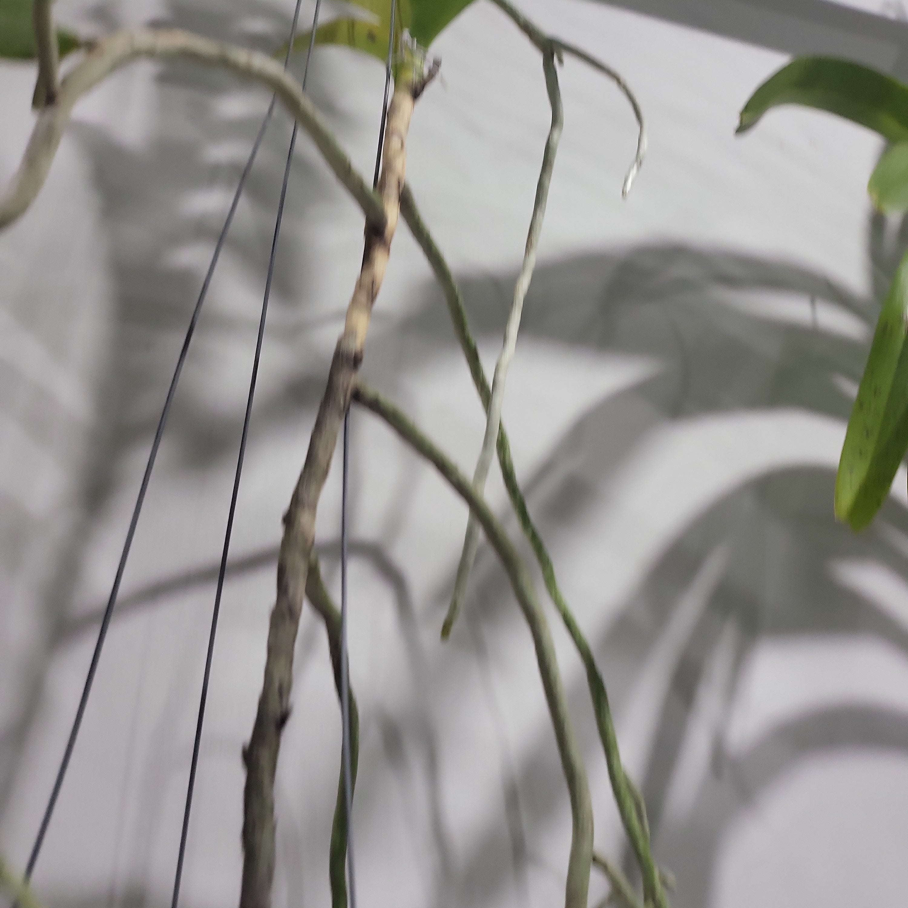 Vanda tessellata var. aurea (Fragrant Species)