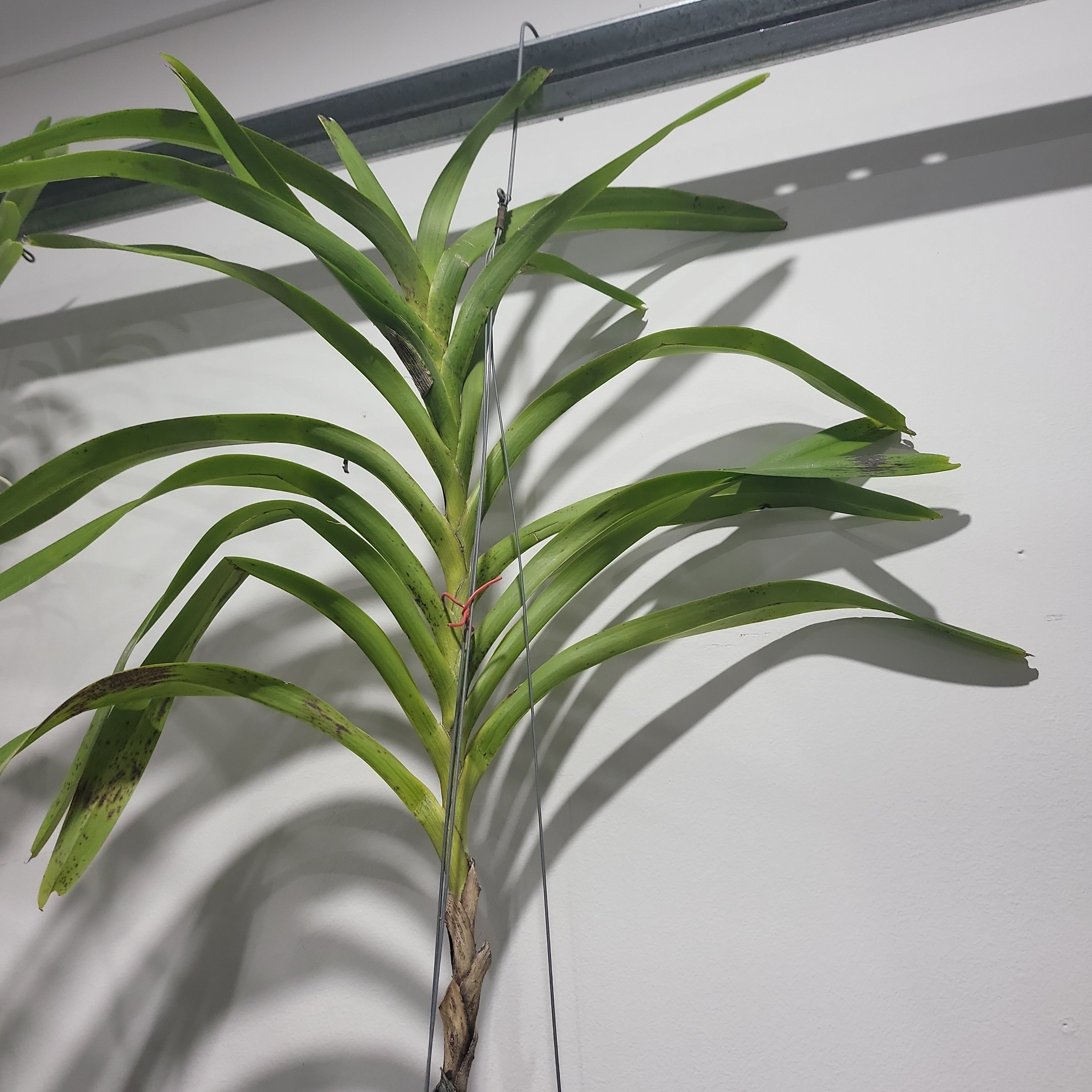 Vanda jennae (Mature Size) Secondary image