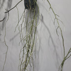 Vanda jennae (Mature Size)