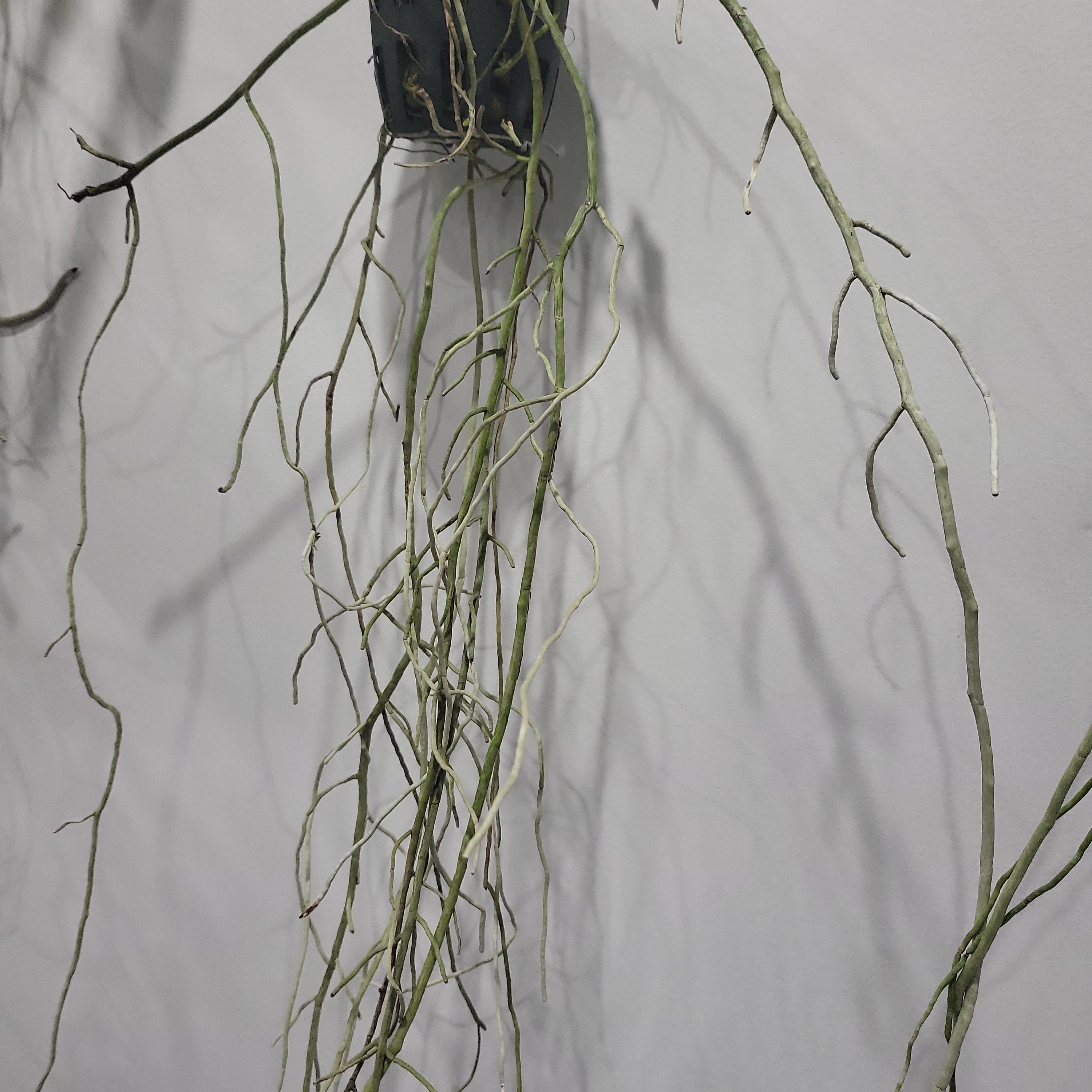 Vanda jennae (Mature Size)