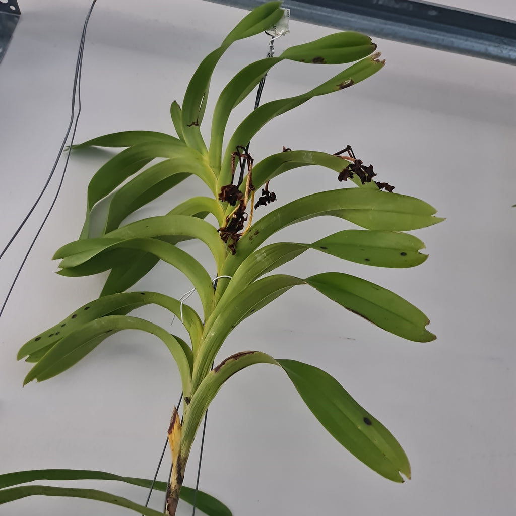 Vanda helvola (LARGE FLOWERING SIZE)