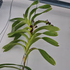 Vanda helvola (LARGE FLOWERING SIZE)