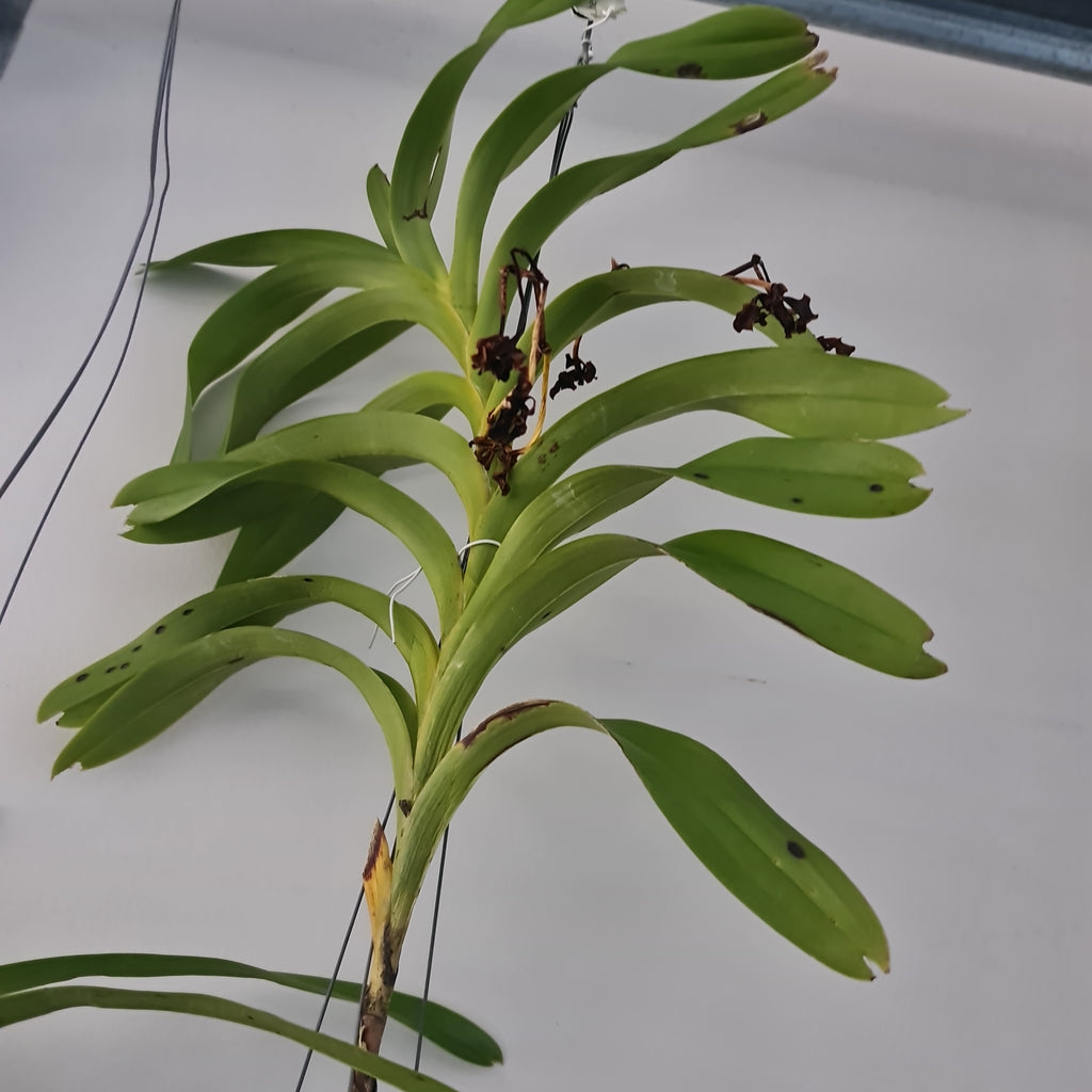 Vanda helvola (LARGE FLOWERING SIZE)