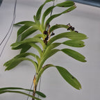Vanda helvola (LARGE FLOWERING SIZE)