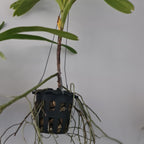 Vanda helvola (LARGE FLOWERING SIZE)