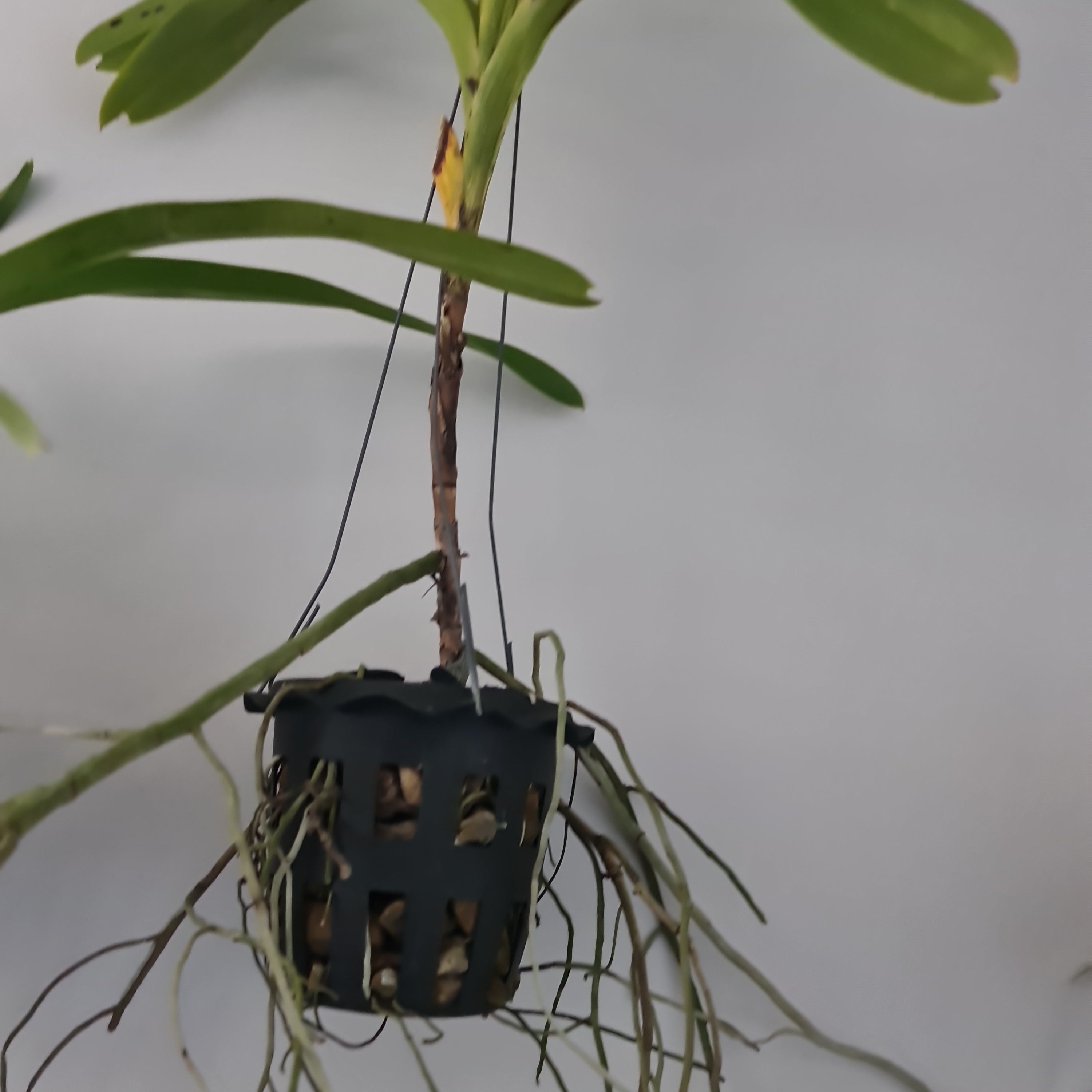 Vanda helvola (LARGE FLOWERING SIZE)