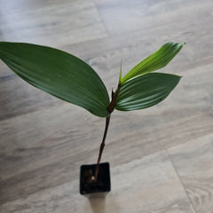 Sobralia Panamensis (FRAGRANT SPECIES)