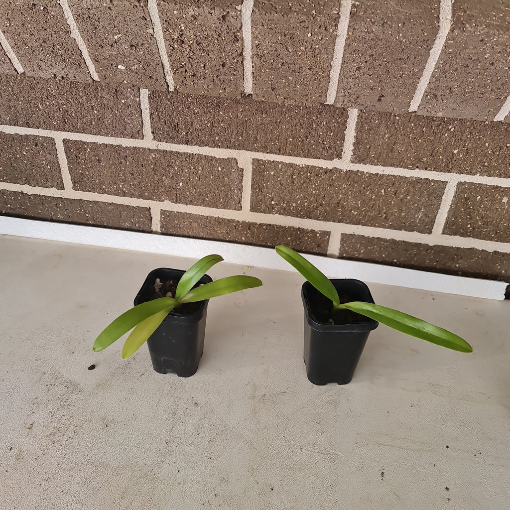 Paphiopedilum philippinense x sib