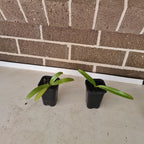 Paphiopedilum philippinense x sib