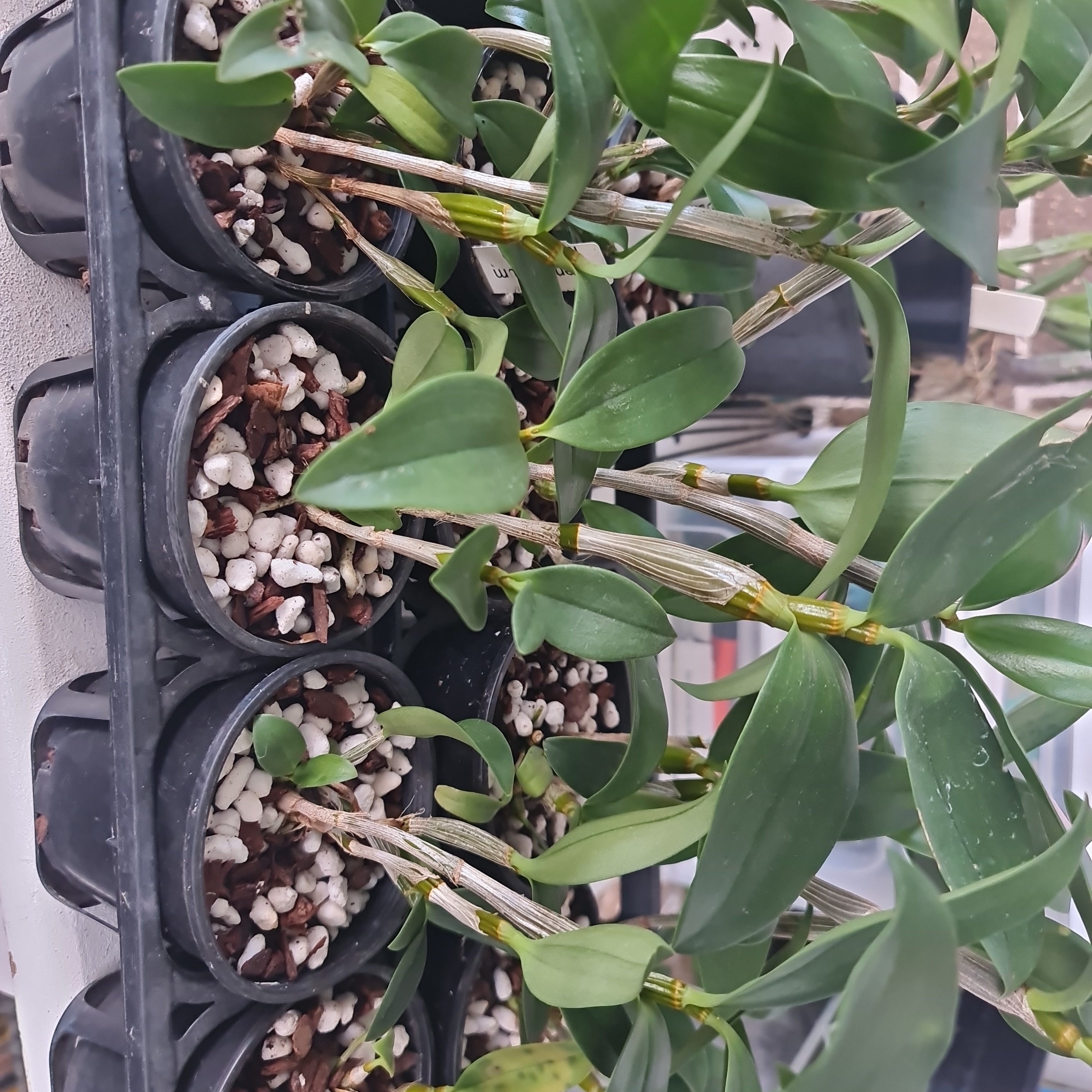 Dendrobium Mousmee ‘Sylvia’ 6N - EXCLUSIVE (Polyploidy)