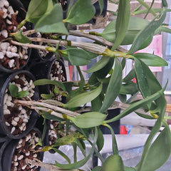 Dendrobium Mousmee ‘Sylvia’ 6N - EXCLUSIVE (Polyploidy)