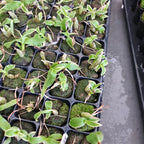 Variegated Cycnodes Wine Delight 'Jem' FCC/AOS