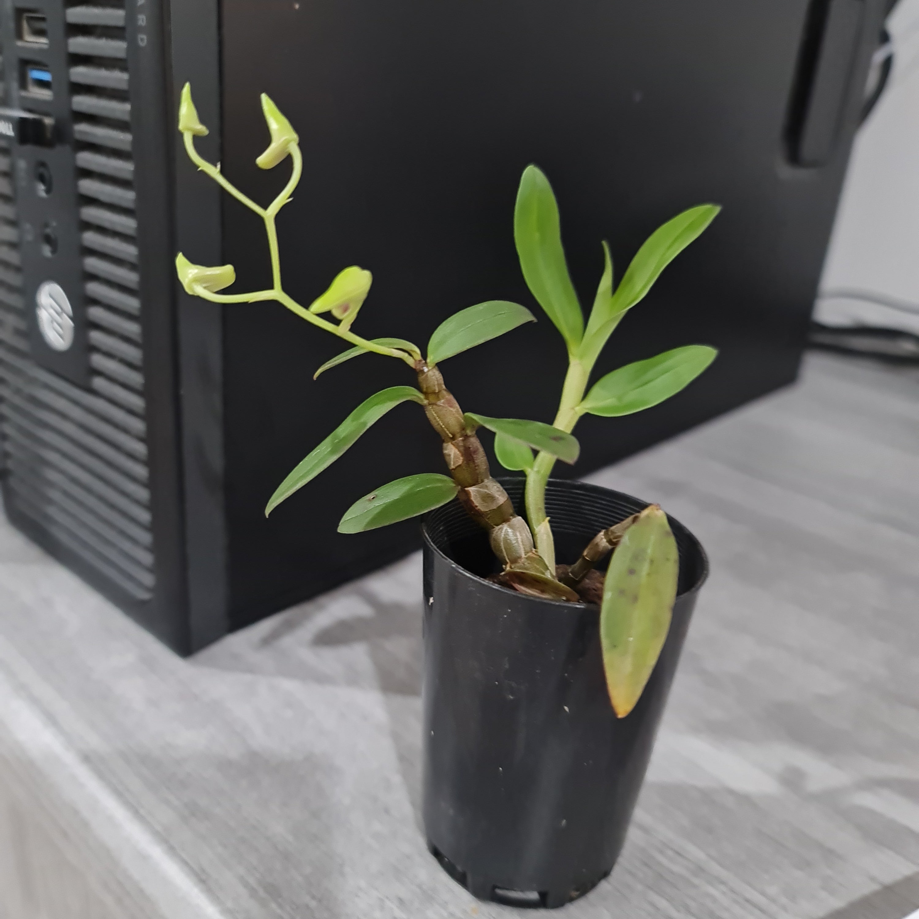 Dendrobium officinale (IN BUDS NOW) Secondary image