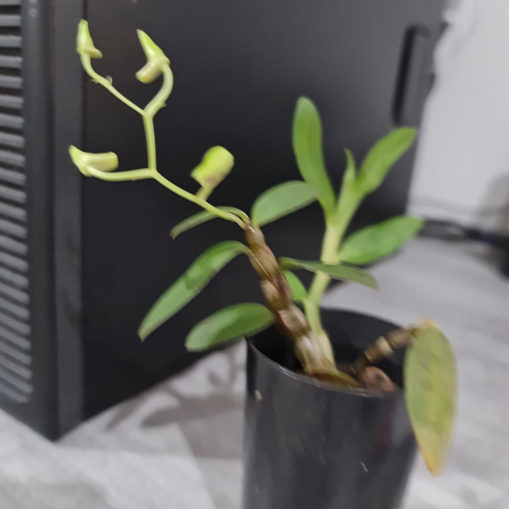 Dendrobium officinale (IN BUDS NOW)