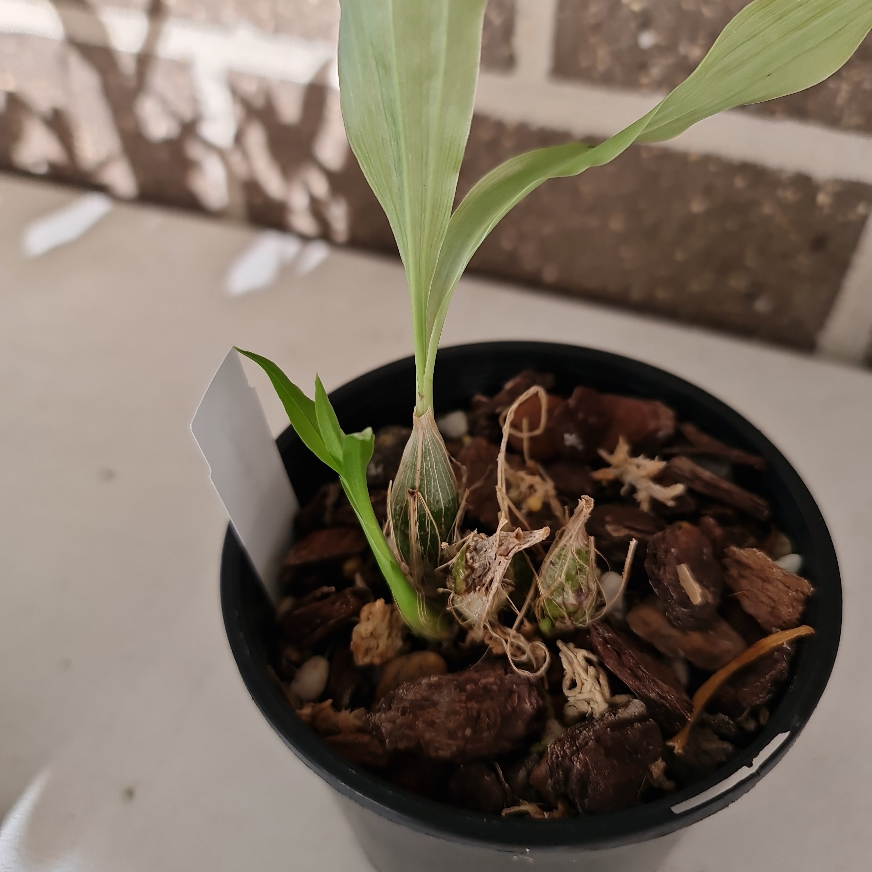 Chysis limminghei   (RARE SPECIES) Secondary image