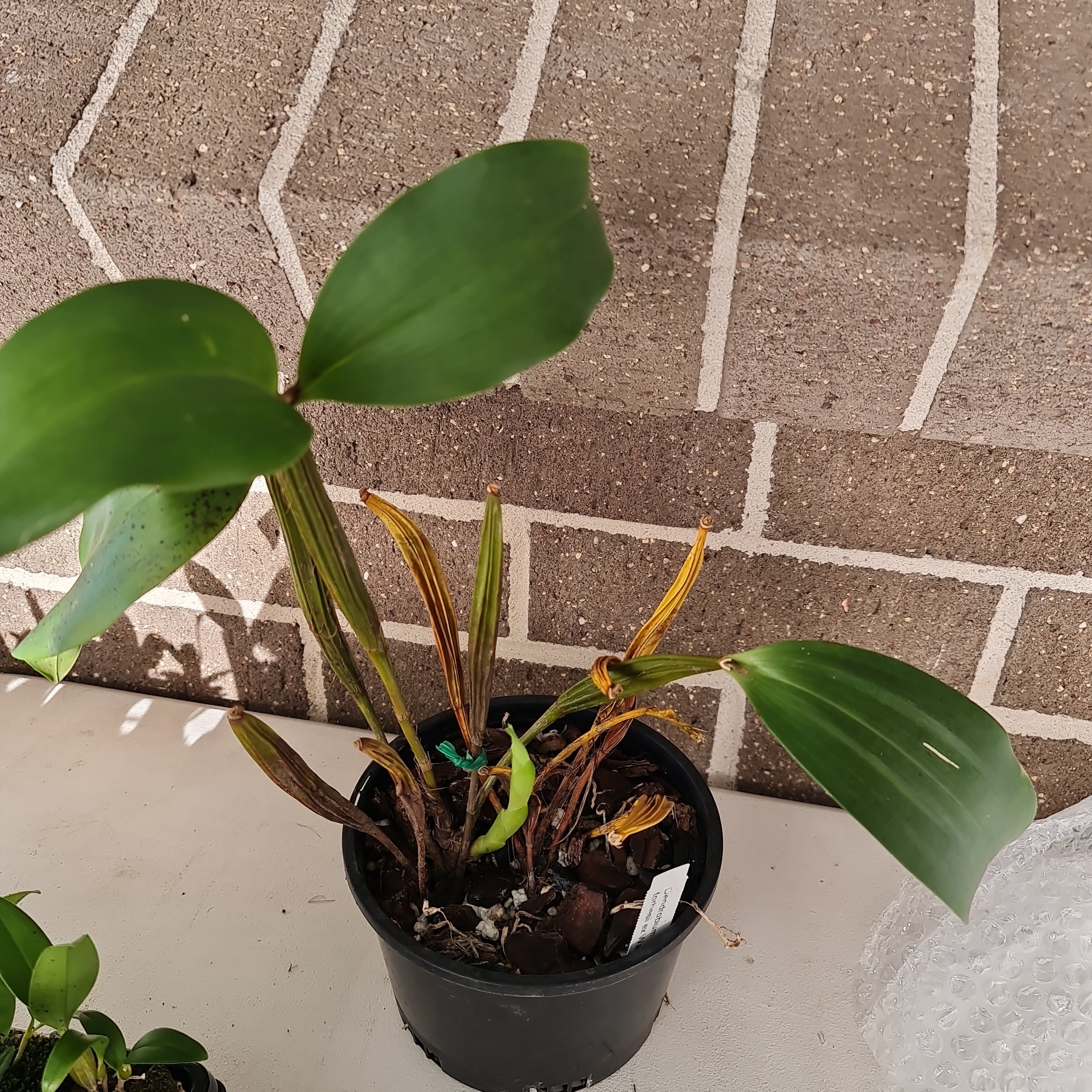 Dendrobium forbesii (Species, RARE) Secondary image