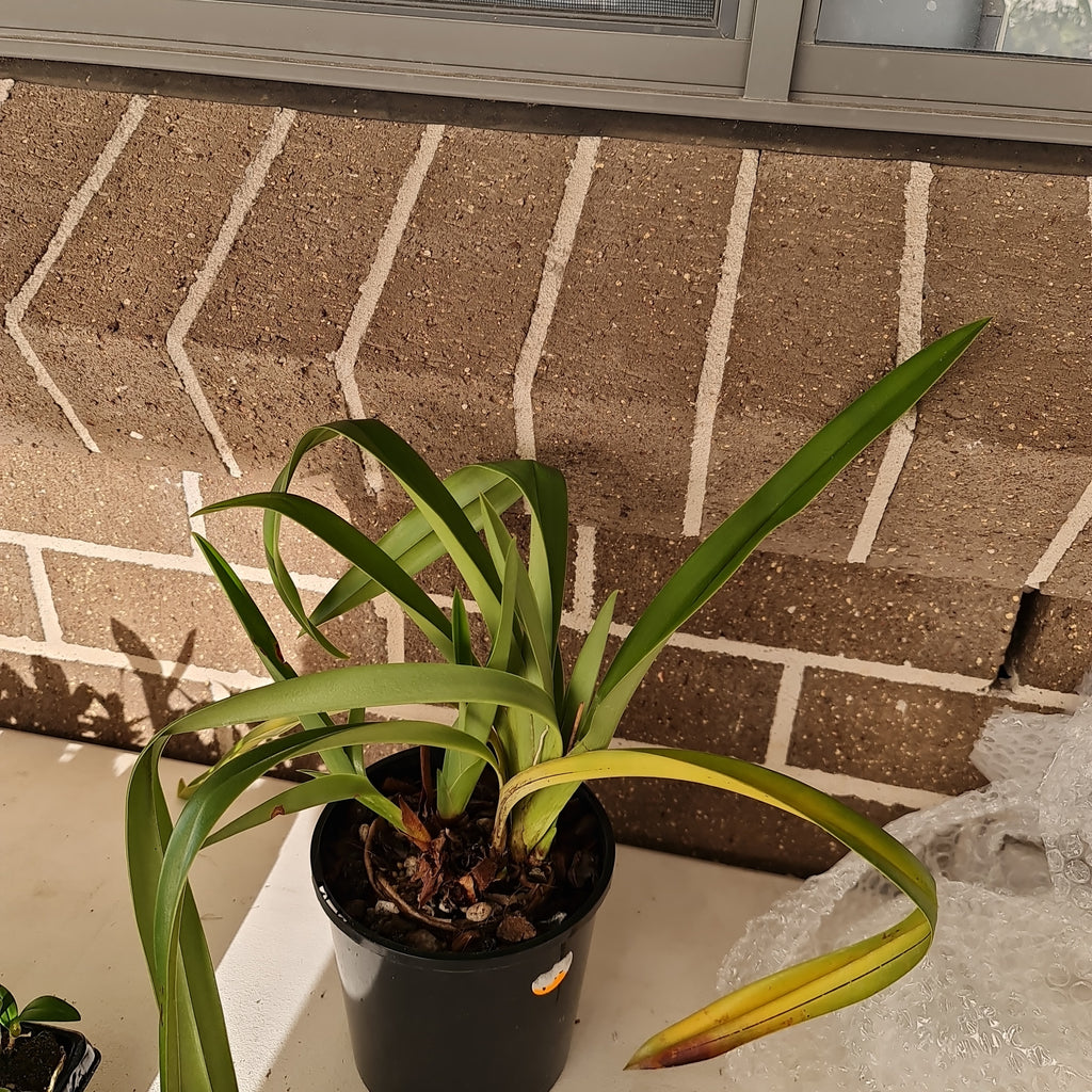 Phragmipedium grande 'Chinaman'