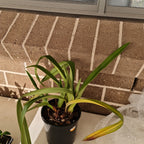 Phragmipedium grande 'Chinaman'