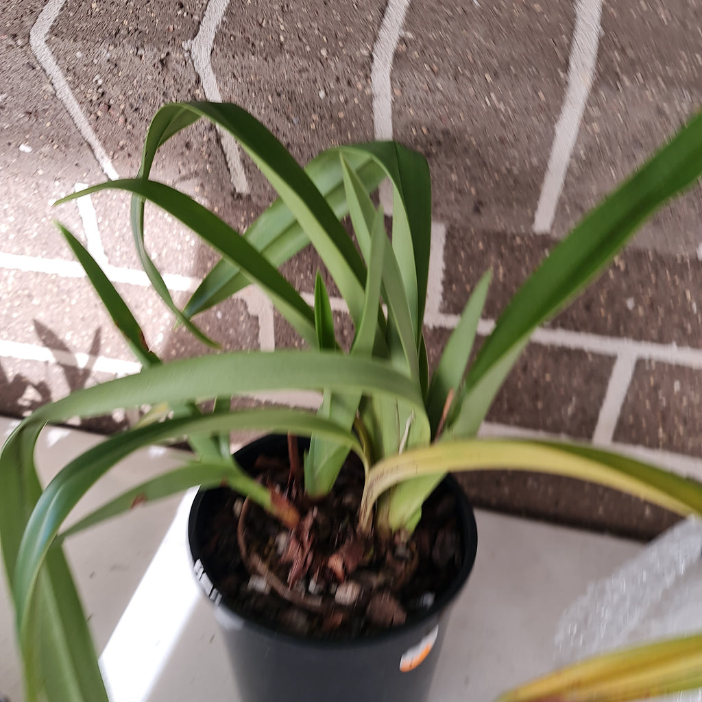 Phragmipedium grande 'Chinaman'