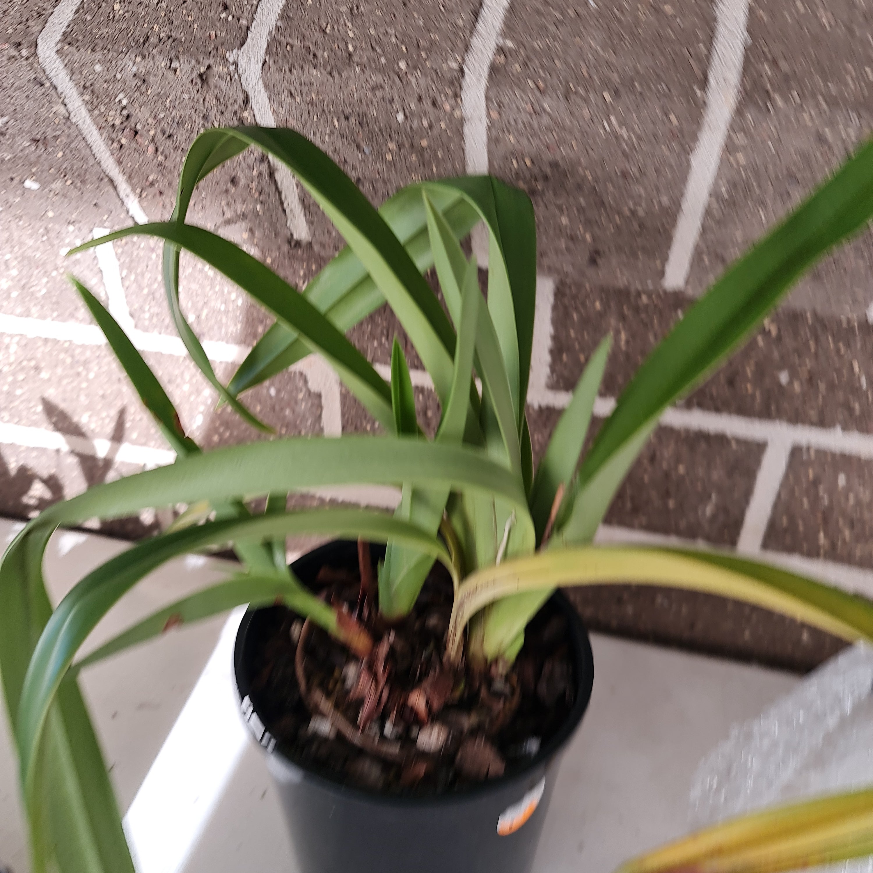 Phragmipedium grande 'Chinaman'
