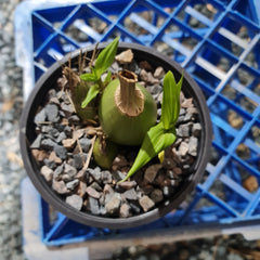 Peristeria elata (HOLY GOST ORCHID, VERY RARE FROM PANAMA)