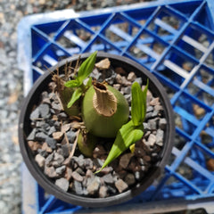 Peristeria elata (HOLY GOST ORCHID, VERY RARE FROM PANAMA)