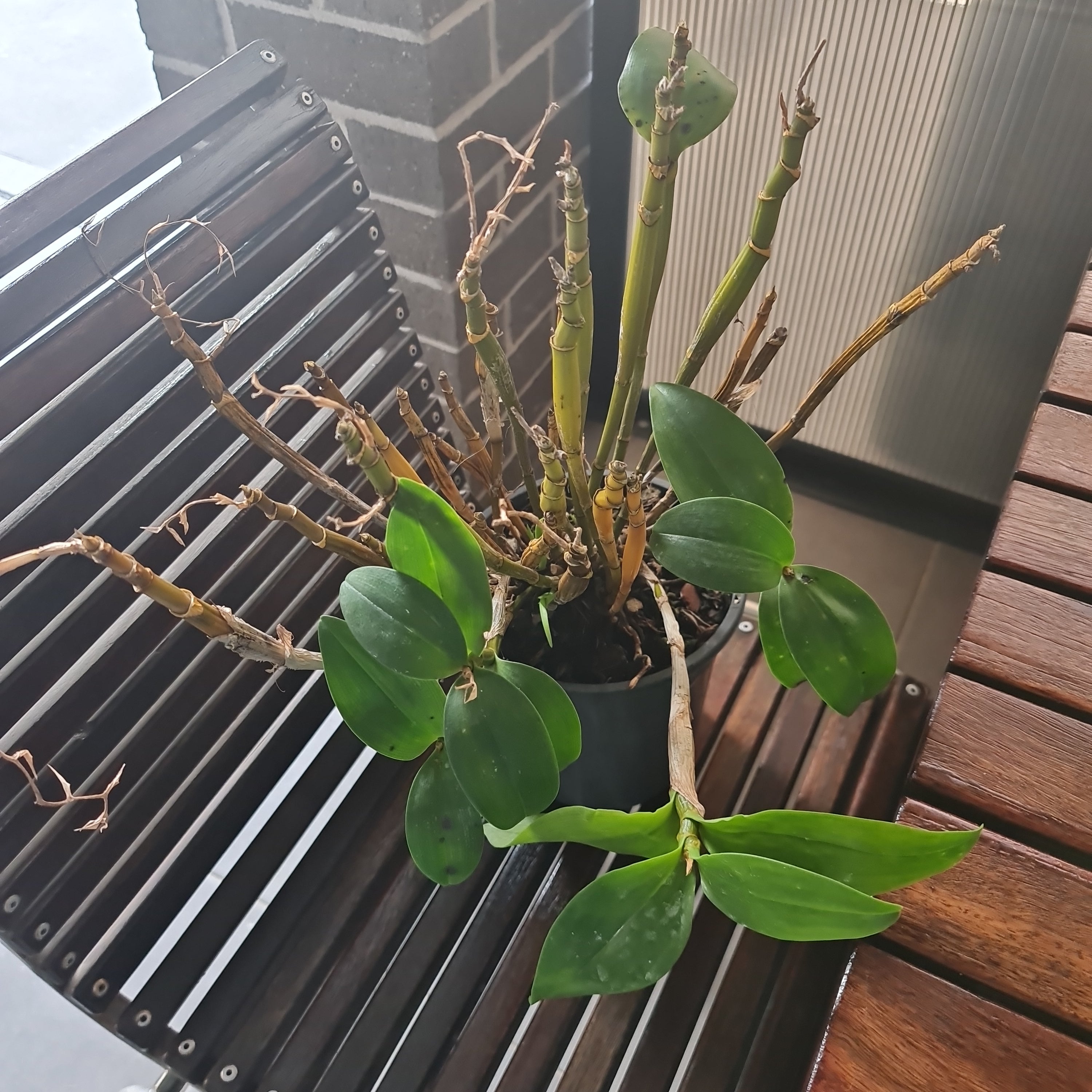 Dendrobium rigidifolium x Roy Tokunga