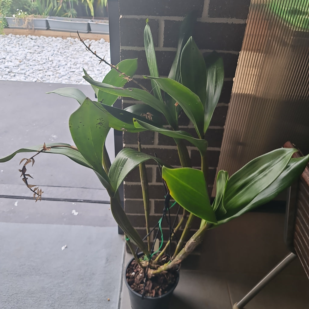 Dendrobium Macrophyllum (syn. gordoni) (Fragrant Species)