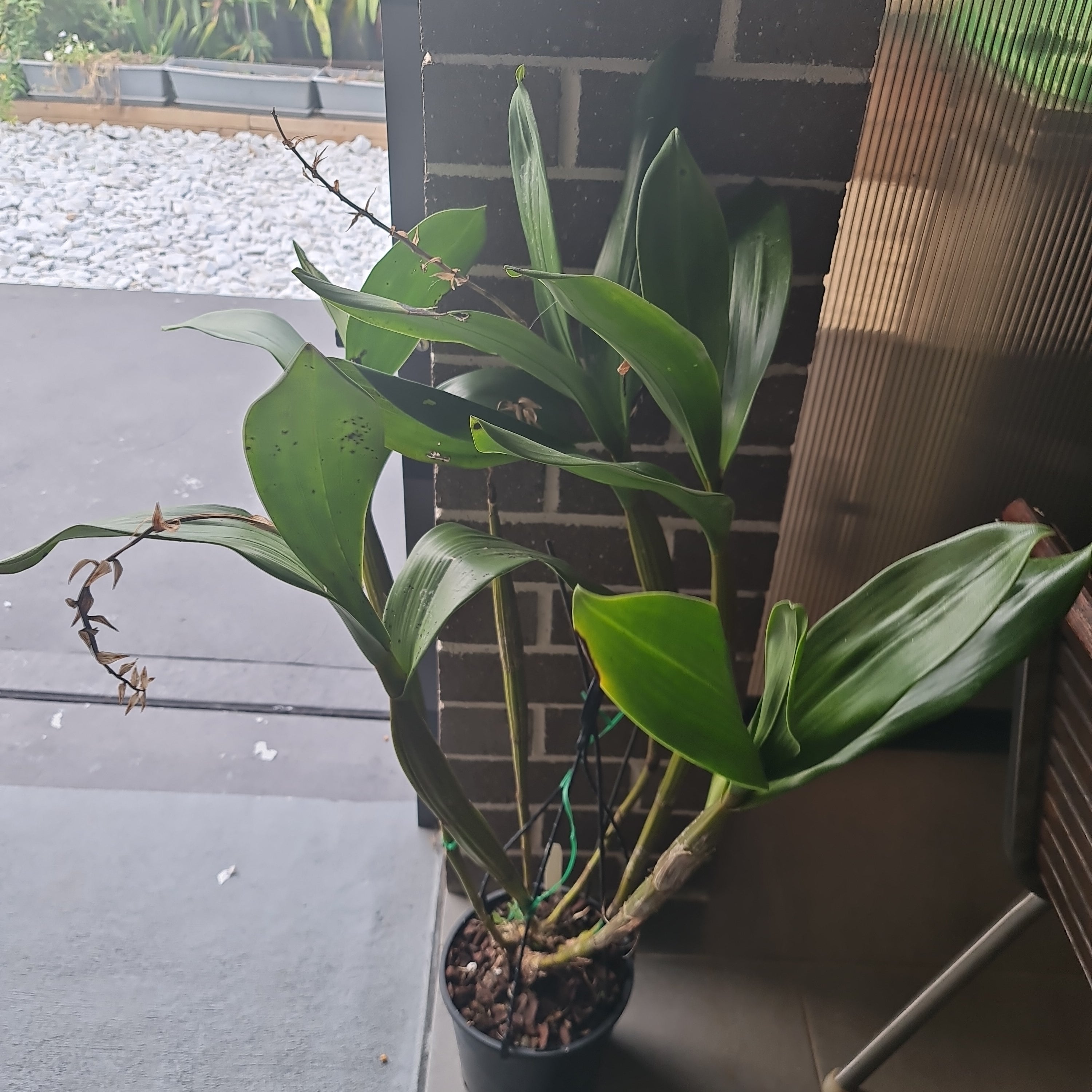 Dendrobium Macrophyllum (syn. gordoni) (Fragrant Species)