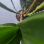 Dendrobium Macrophyllum (syn. gordoni) (Fragrant Species)