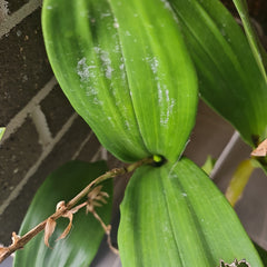 Dendrobium Macrophyllum (syn. gordoni) (Fragrant Species)