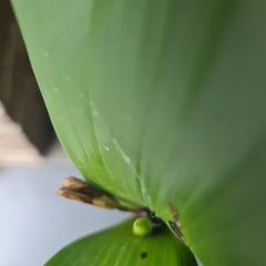 Dendrobium Macrophyllum (syn. gordoni) (Fragrant Species)