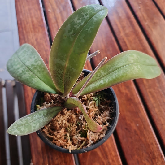 Phalaenopsis Schilleriana  (Species)