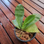 Fragrant Species Phalenopsis Bellina (Flowering Size)