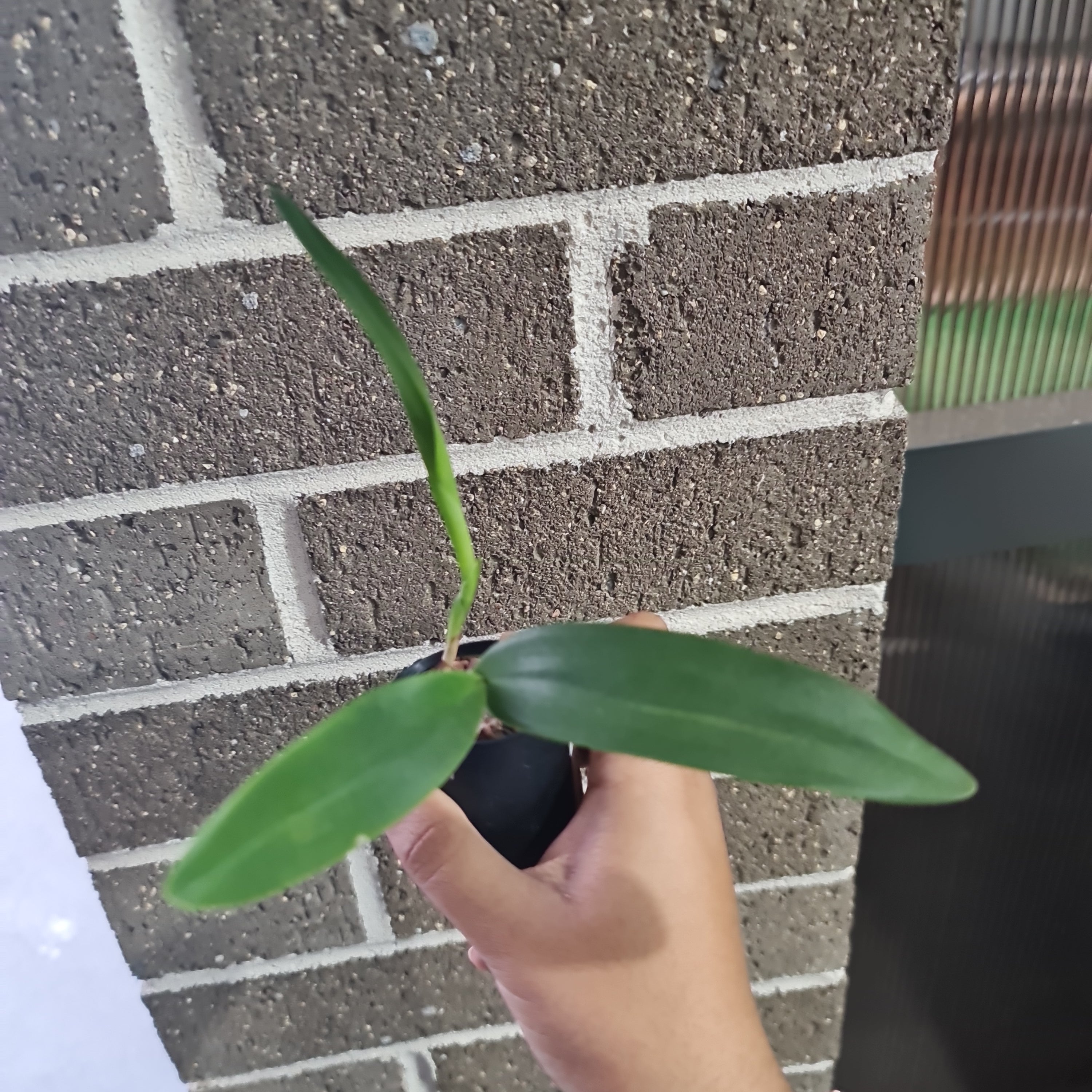 Blc Yen Corona ‘Green Genie’ Secondary image