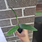 Blc Yen Corona ‘Green Genie’