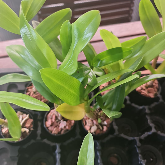 Dendrobium  Lasianthera