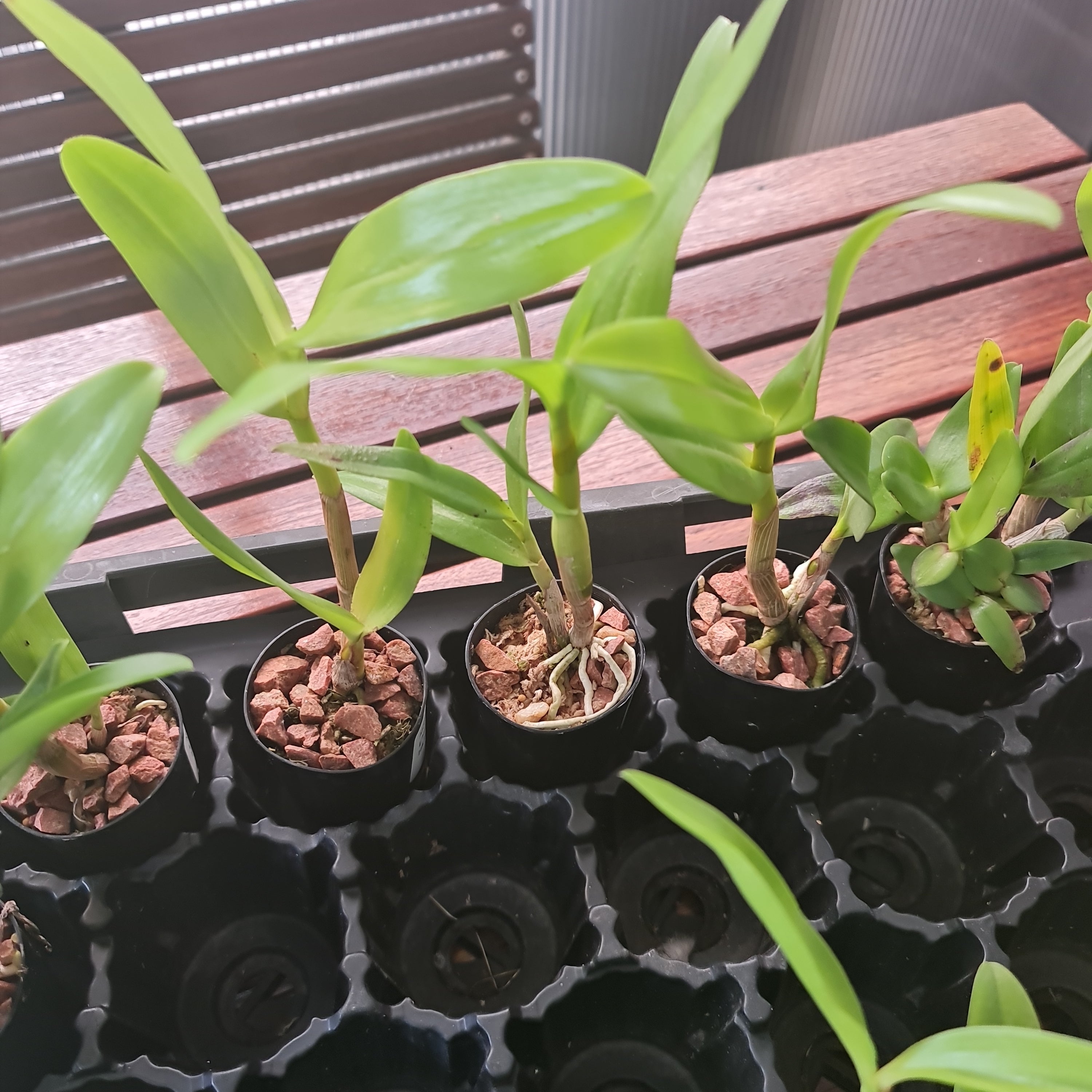 Dendrobium  Lasianthera