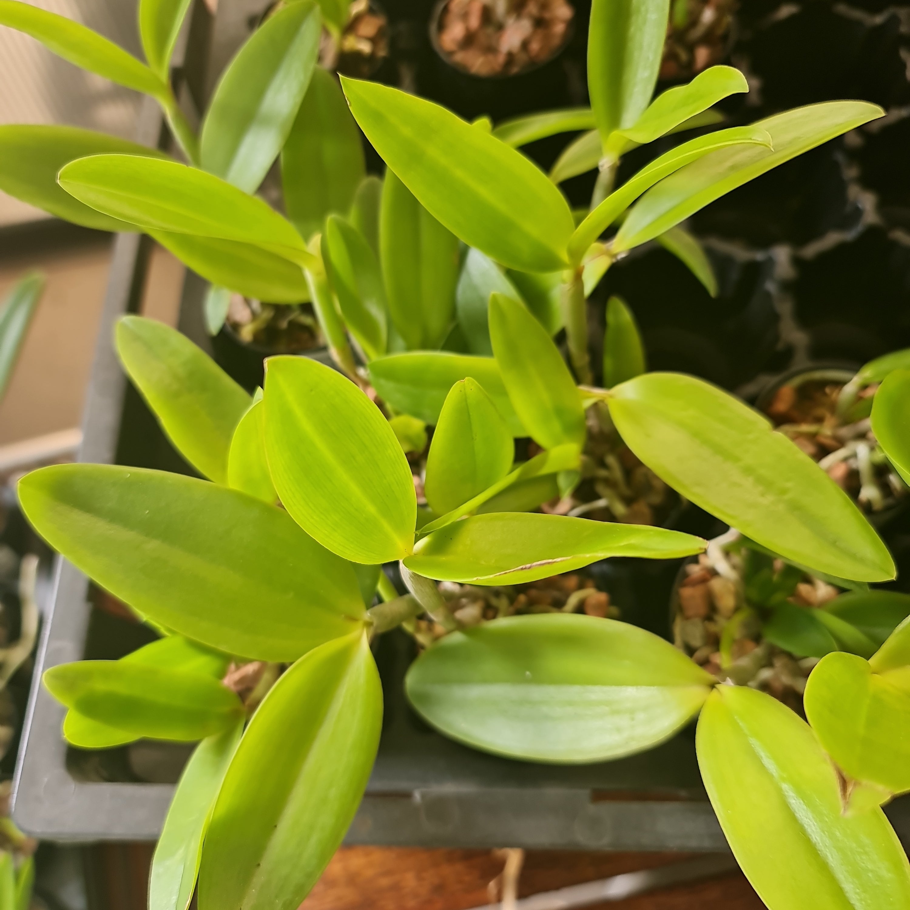 Cattleya forbesii (Native to Brazil) Secondary image