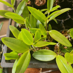 Cattleya forbesii (Native to Brazil)