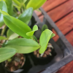 Cattleya forbesii (Native to Brazil)