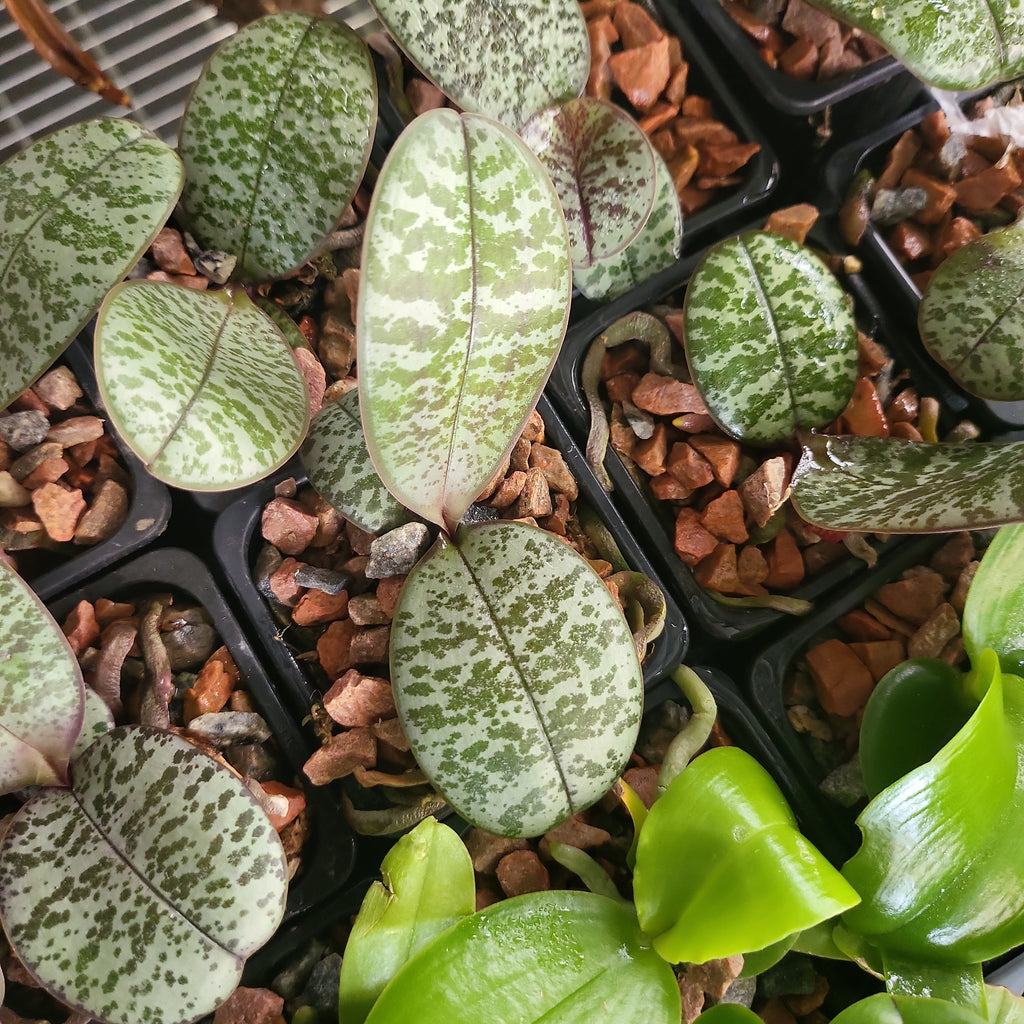 Phalaenopsis philippinensis (RARE MOTTLED VARIETY)