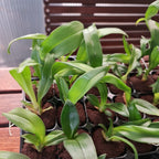 Psychopsis Mariposa (Butterfly Orchid)