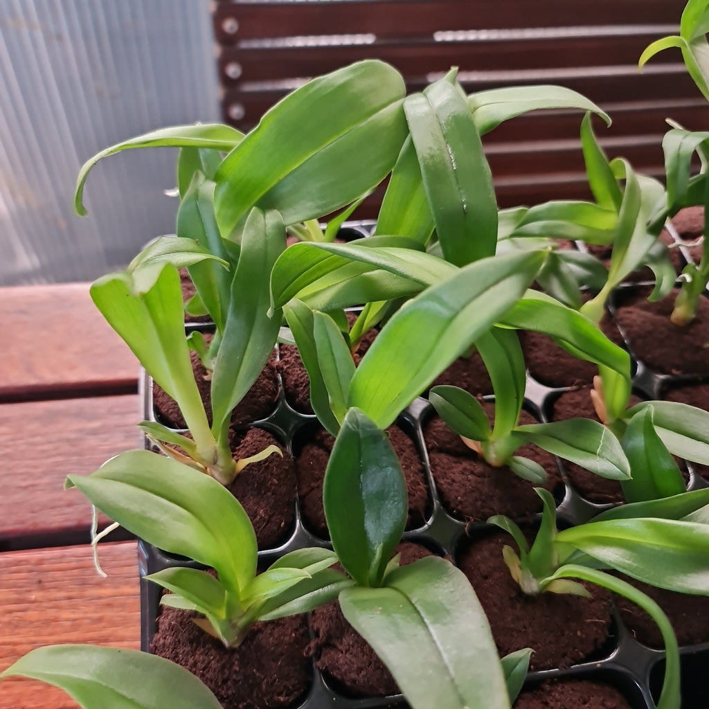 Psychopsis Mariposa (Butterfly Orchid)