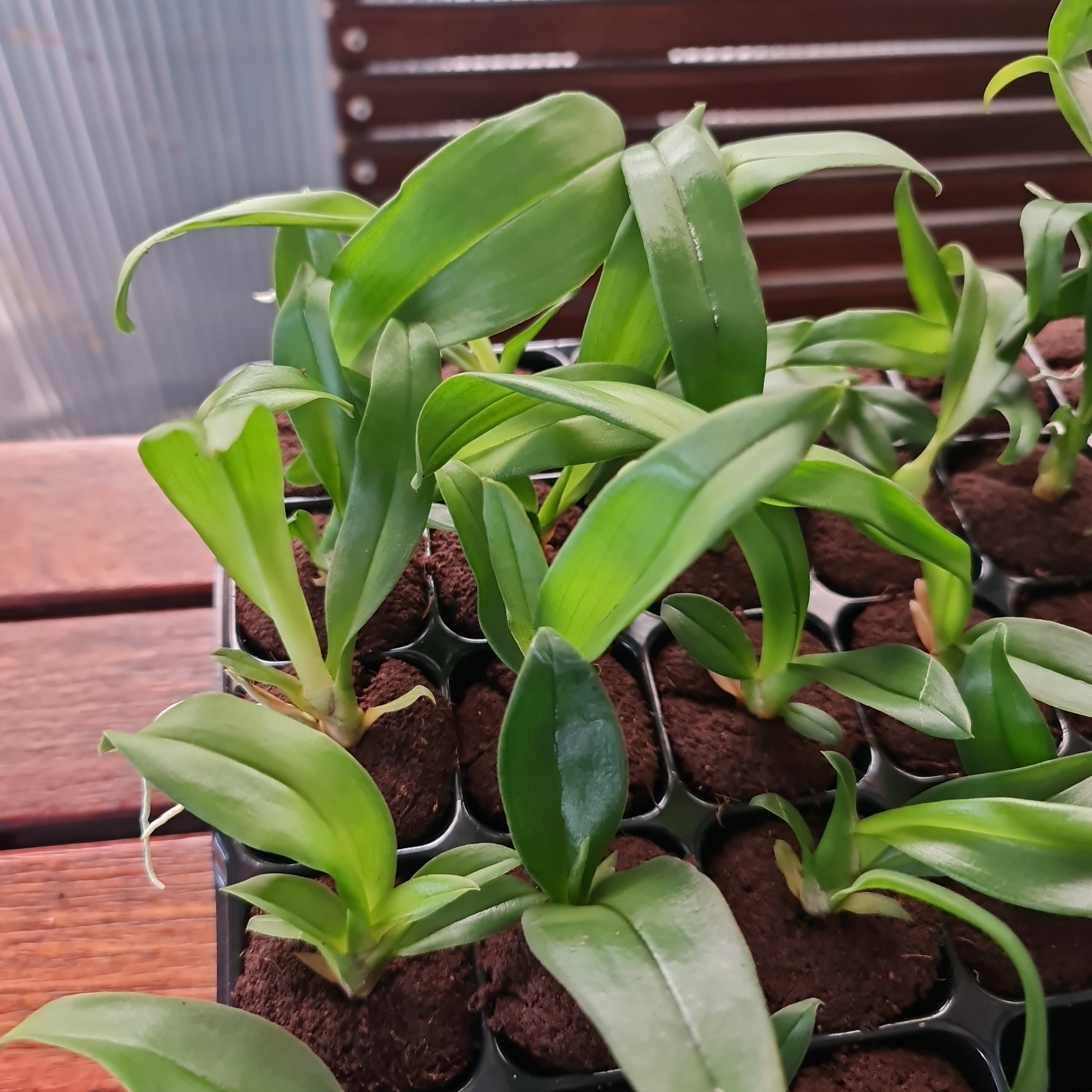 Psychopsis Mariposa (Butterfly Orchid)