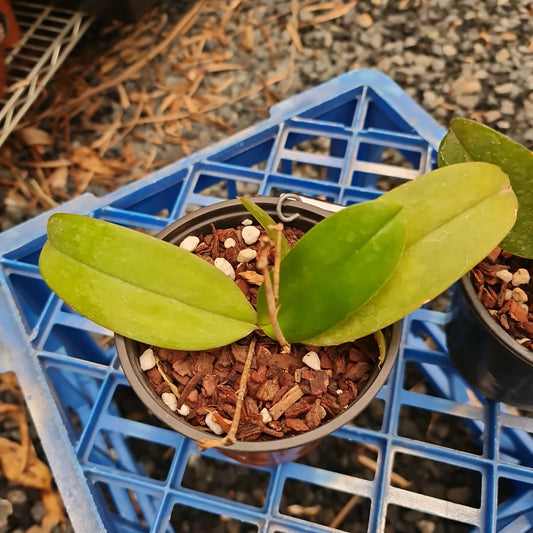 Phalaenopsis javanica x gigantea (FLOWERING SIZE)