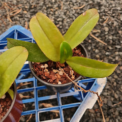 Phalaenopsis javanica x gigantea (FLOWERING SIZE)