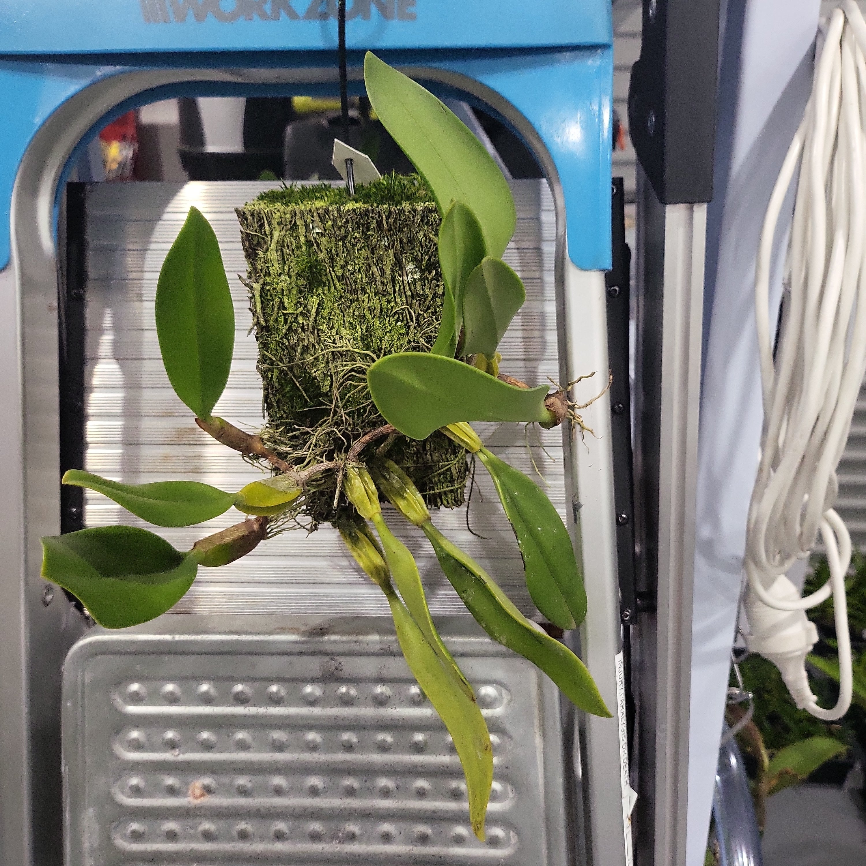 Bulbophyllum Fascination Secondary image