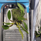 Bulbophyllum Fascination