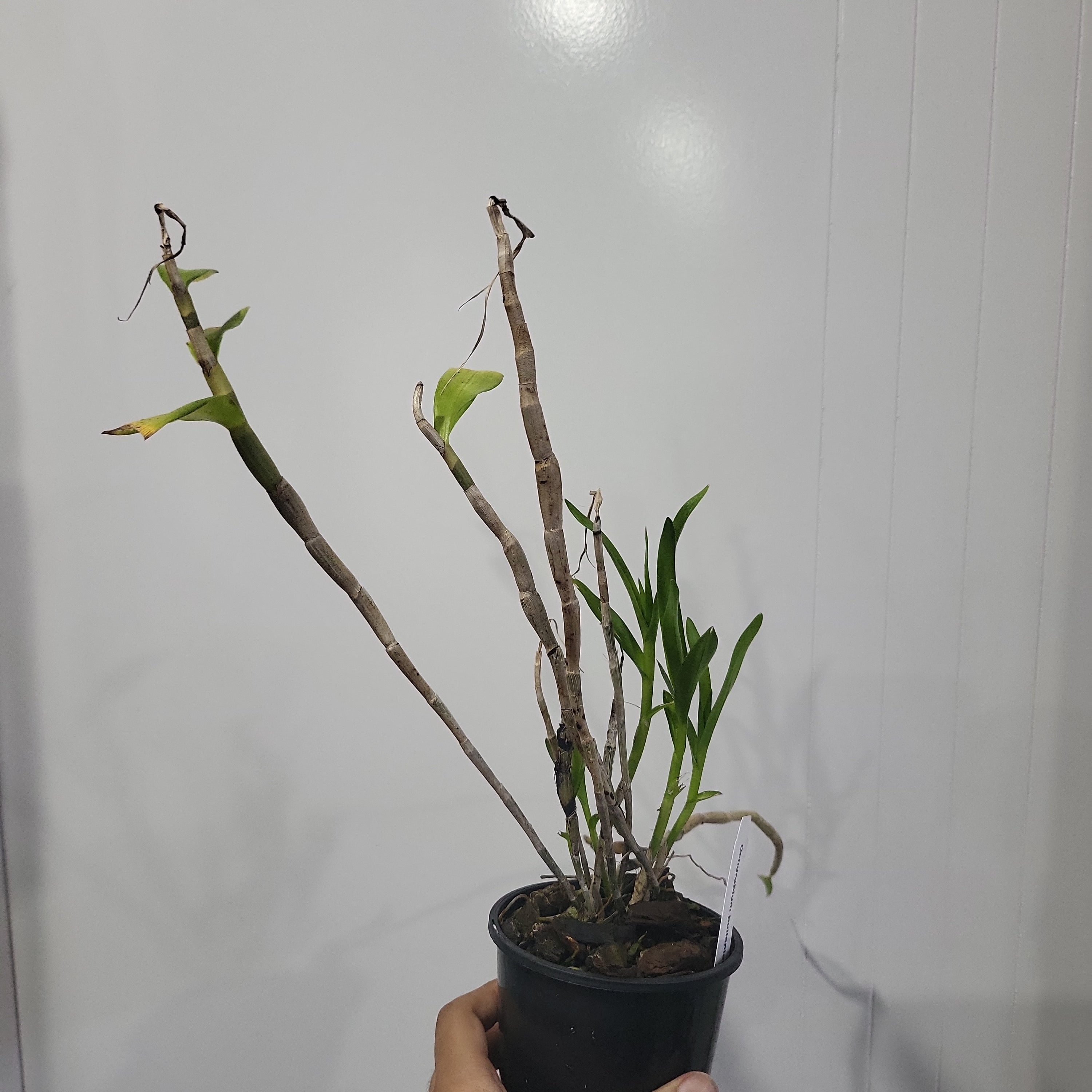 Dendrobium bullenianum Secondary image